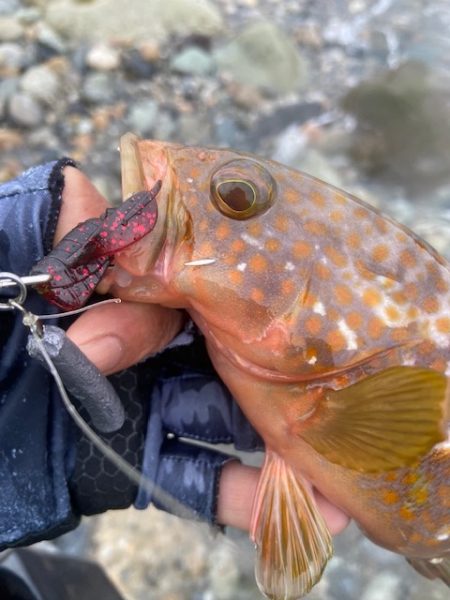 釣り方がダメなのか？