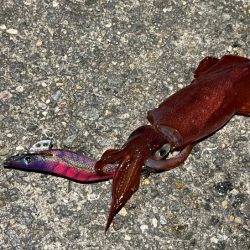 ナイトエギングでアオリイカ狙うが激渋でケンサキイカがポツポツ