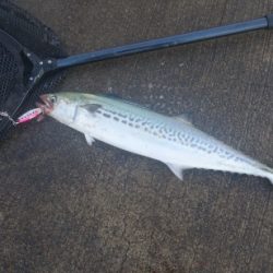 強風の小潮と陸風に乗った霧