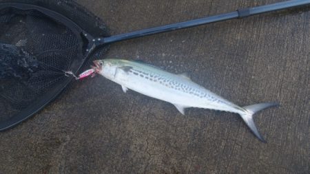 強風の小潮と陸風に乗った霧