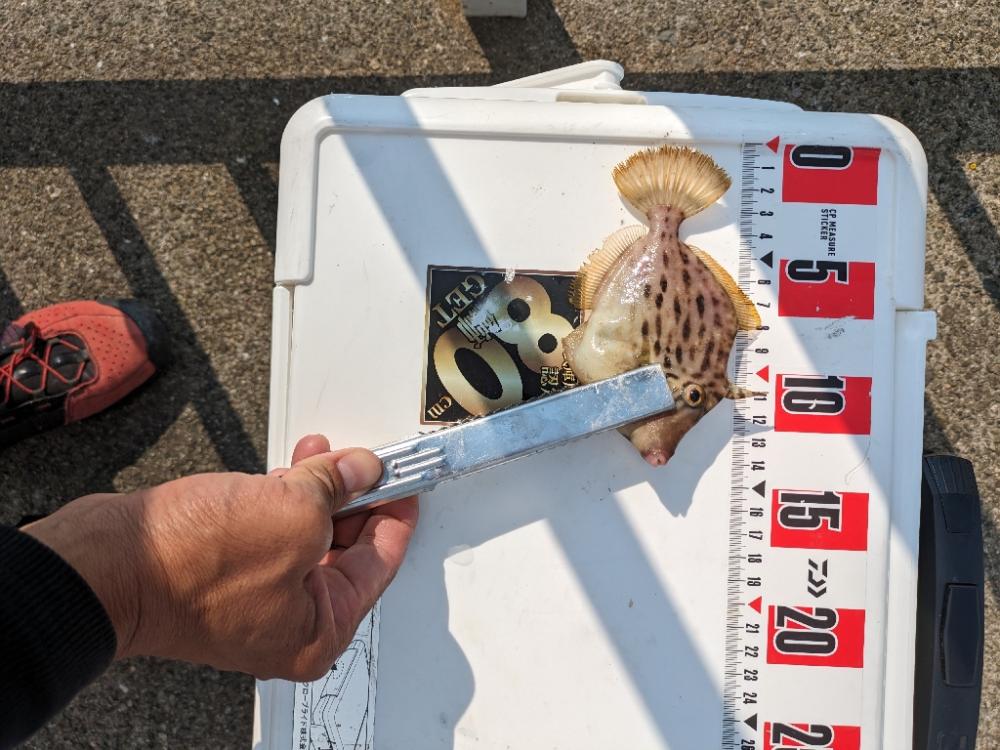 カワハギ釣りにはまりました。