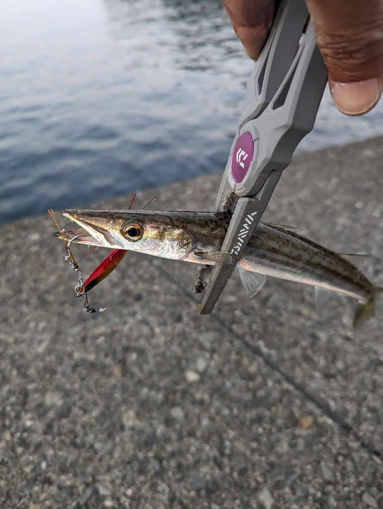 陸っぱり釣行記