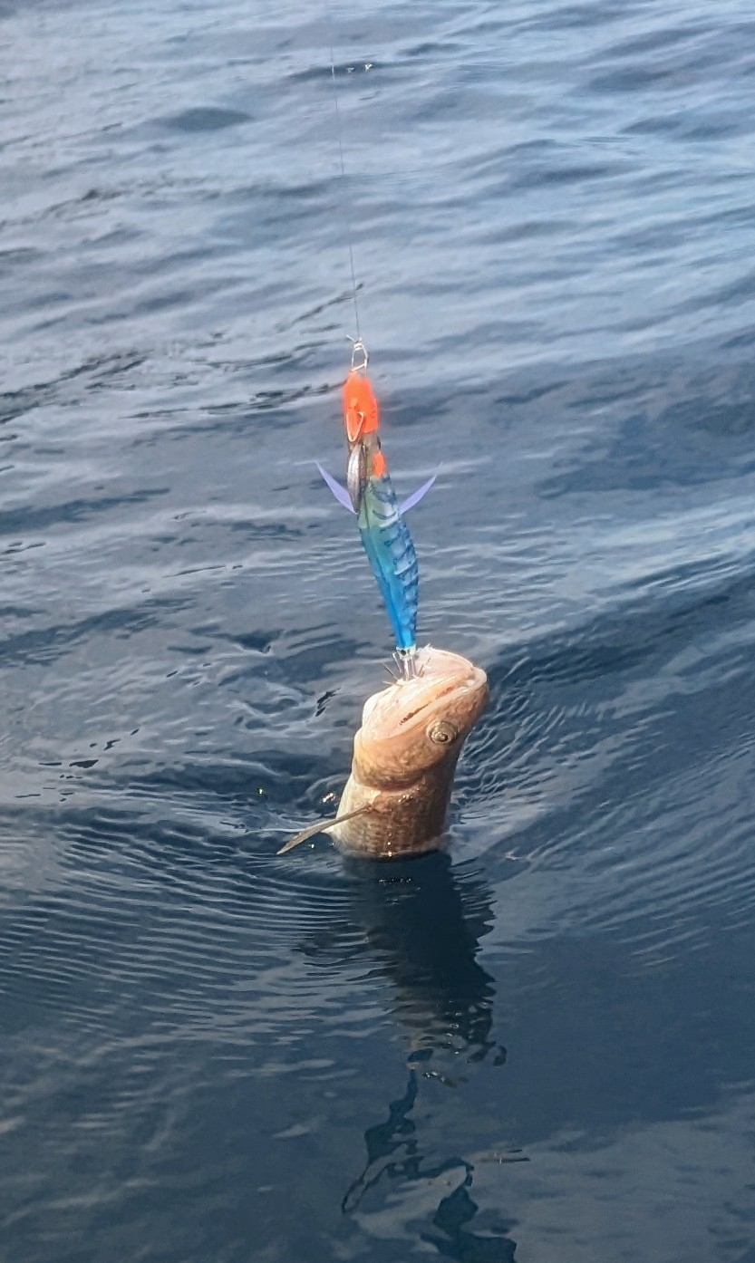 ティップランでデカモンゴウ