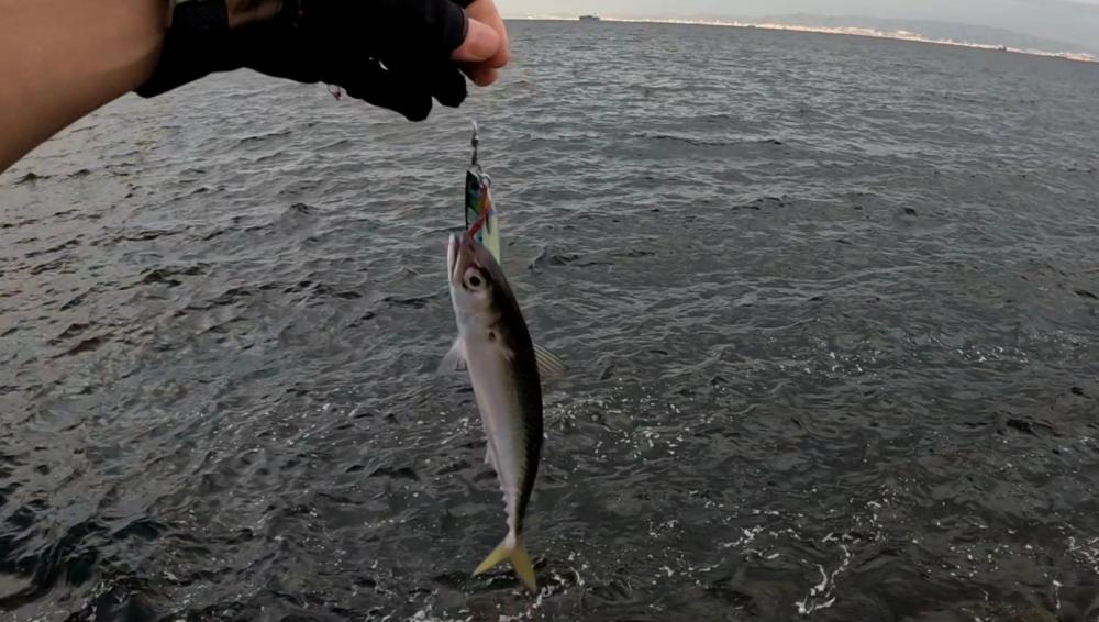 サゴシいつまで続く❓❓❓