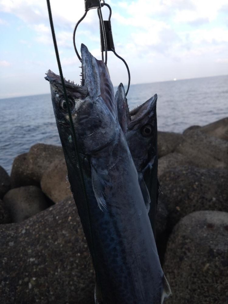 ハマチ2 サゴシ2