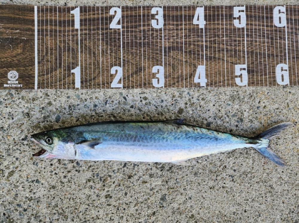 サワラ釣りたい(>_<)