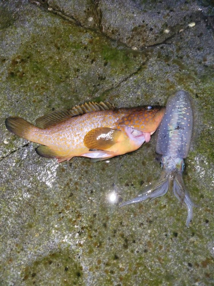 キジハタ記録更新*°♡