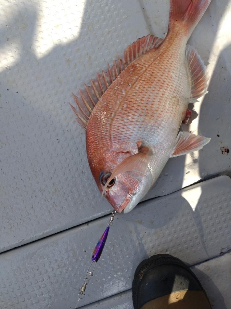 娘のライトジギング初挑戦（釣果はワニゴチ）