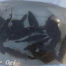 潮が動くタイミングにアタリ連発