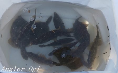 潮が動くタイミングにアタリ連発