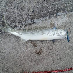 プチsalt water game