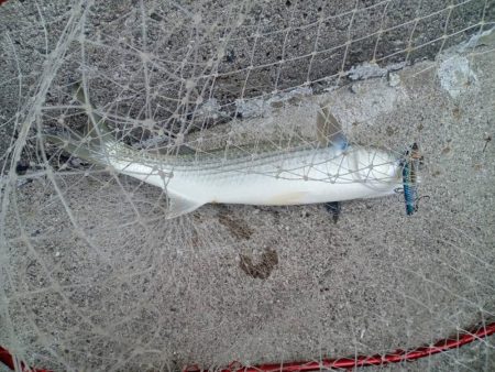 プチsalt water game