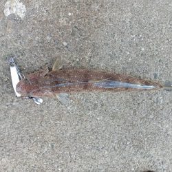 プチsalt water game