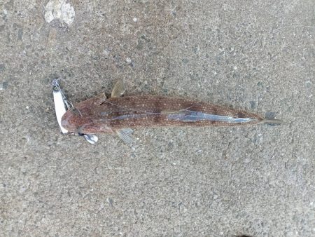 プチsalt water game