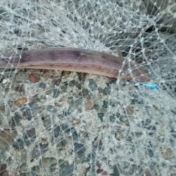 プチsalt water game