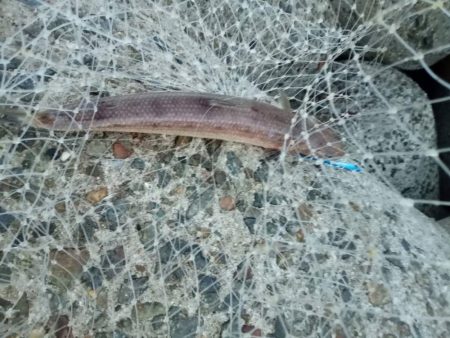 プチsalt water game