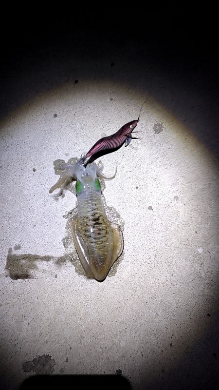 タダ巻きエギング