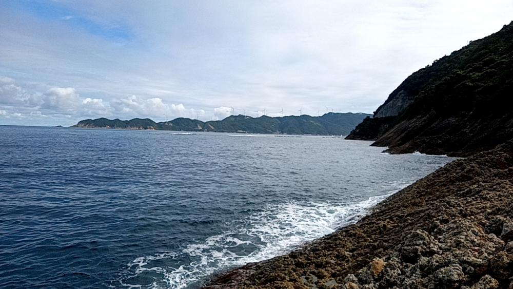 釣れたアイゴにクエ？が