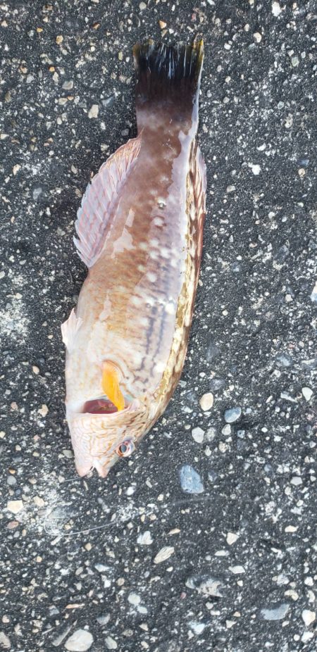 アジ探し@下津周辺