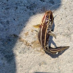 和歌山御坊の堤防でウツボ釣り