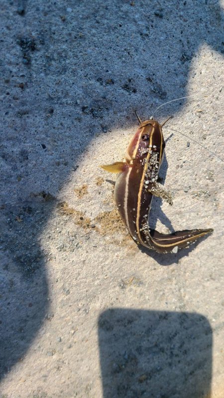 和歌山御坊の堤防でウツボ釣り