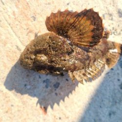 和歌山日高港でアジ釣りと紀州釣り