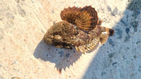 和歌山日高港でアジ釣りと紀州釣り