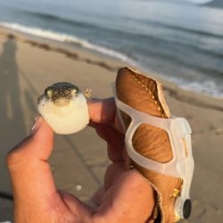 まだまだキスは釣れてます