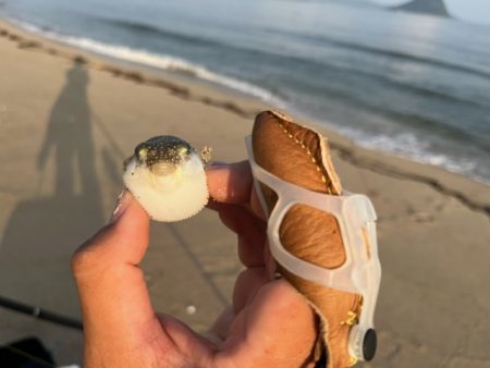 まだまだキスは釣れてます