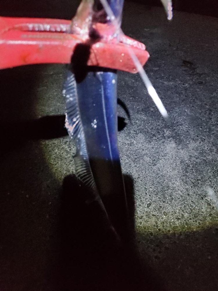 朝マズメ　タチウオ