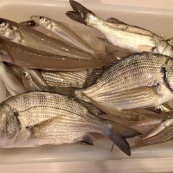 遅めの夏休みでキス釣り