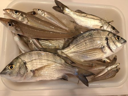 遅めの夏休みでキス釣り