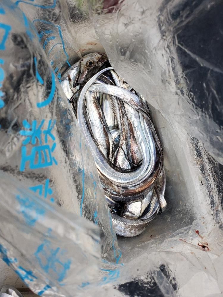 朝マズメ　タチウオ狙い