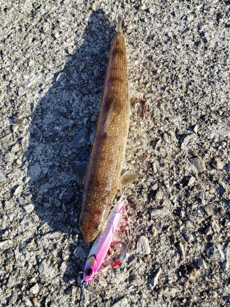 青物は留守でした！