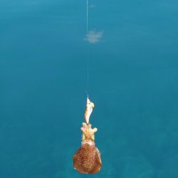 デイエギングIN対馬