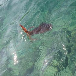 朝マズメエギングIN対馬