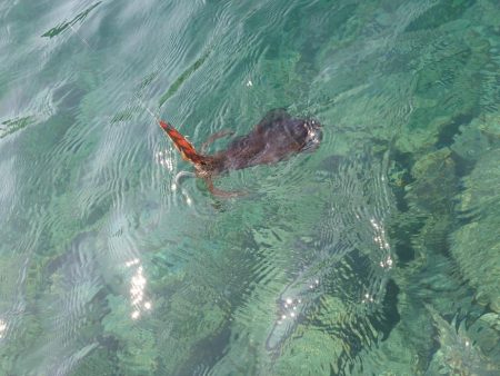 朝マズメエギングIN対馬