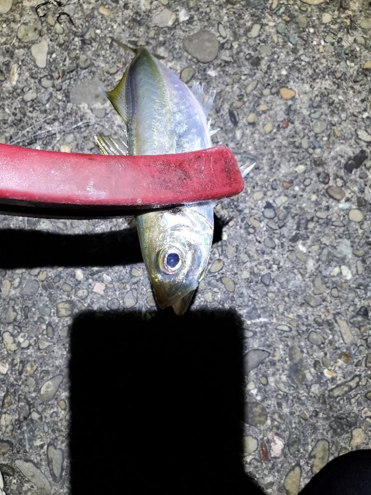 アジング、エギングです。