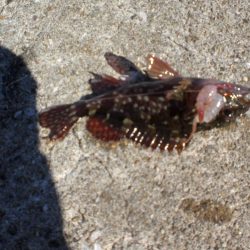 業務スーパーで小エビ購入波止へ