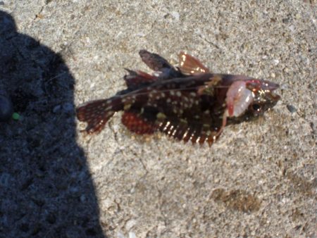 業務スーパーで小エビ購入波止へ