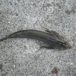 久しぶりの徹夜釣り