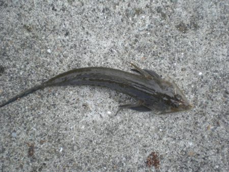 久しぶりの徹夜釣り