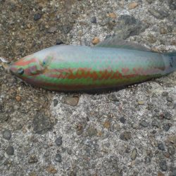 ちょいなげでハゲ