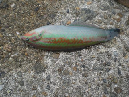 ちょいなげでハゲ