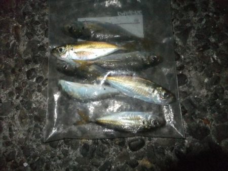 久々のアジング