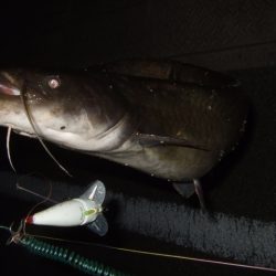 終盤戦のナマズ釣り