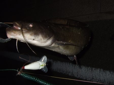 終盤戦のナマズ釣り