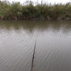 紀ノ川／田井ノ瀬　ヘラブナ釣り　マブナ６枚