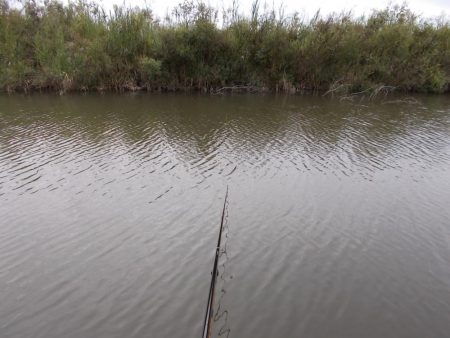 紀ノ川／田井ノ瀬　ヘラブナ釣り　マブナ６枚