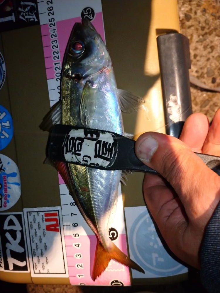 良型アジを求めて😋